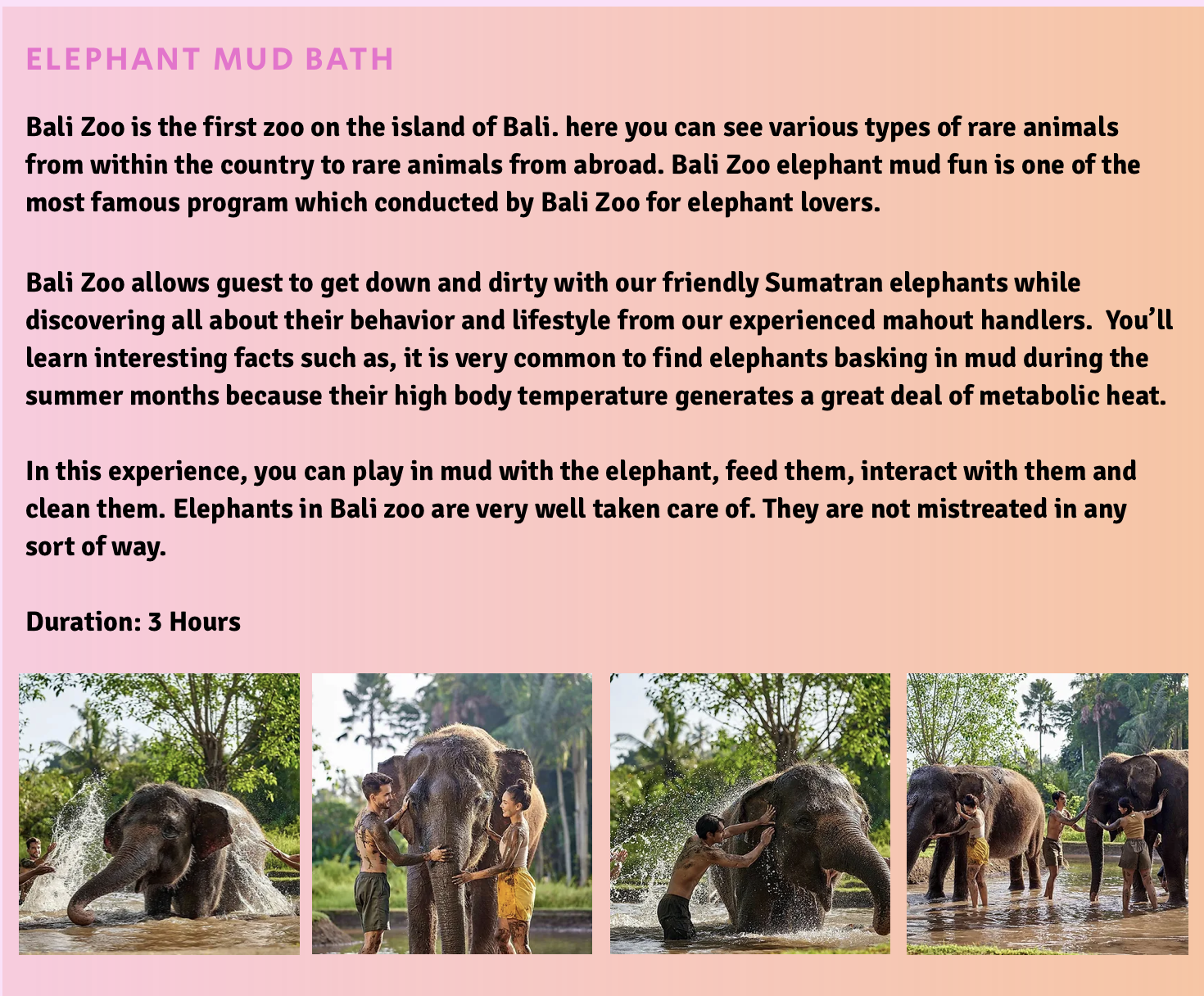 Nurturing Bonds: Giving Elephants Mud Baths in Bali – Your Energy Amplified